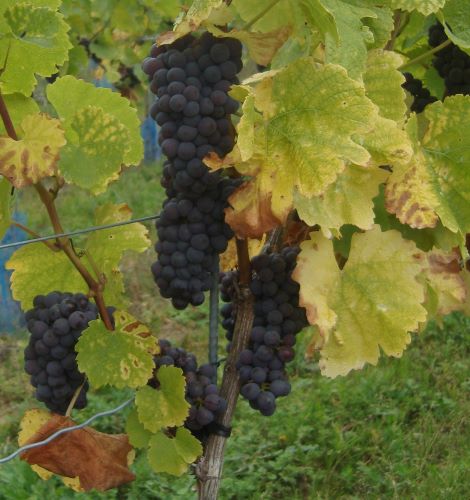 Montepulciano d Abruzzo